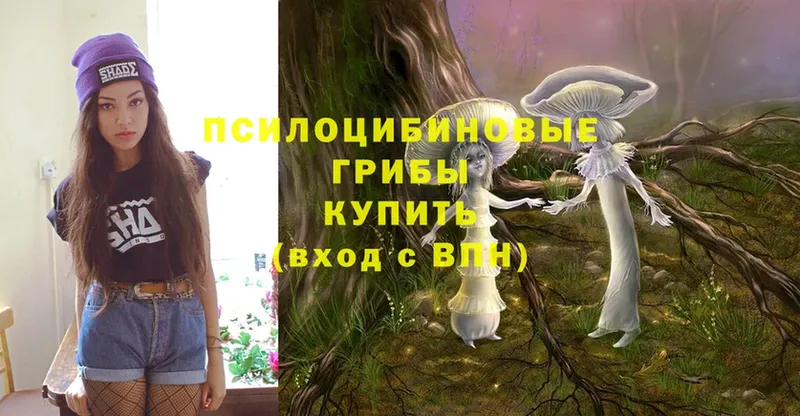 купить  цена  Кувшиново  даркнет клад  Галлюциногенные грибы Psilocybe 